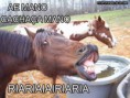 /album/galeria-de-fotos/a6-jpg/