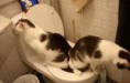 /album/galeria-de-fotos/gato-jpg/